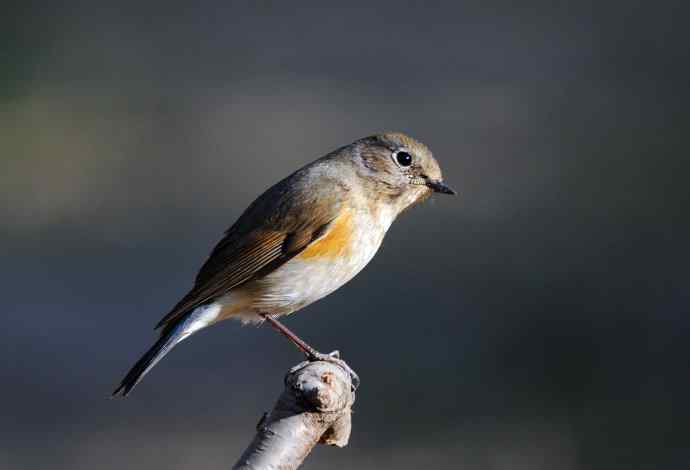 雌性红胁蓝尾鸲（41）