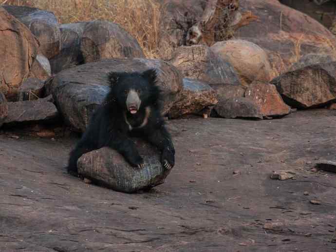 盘点十二大著名食蚁动物:懒熊 盘点十二大著名食蚁动物:懒熊