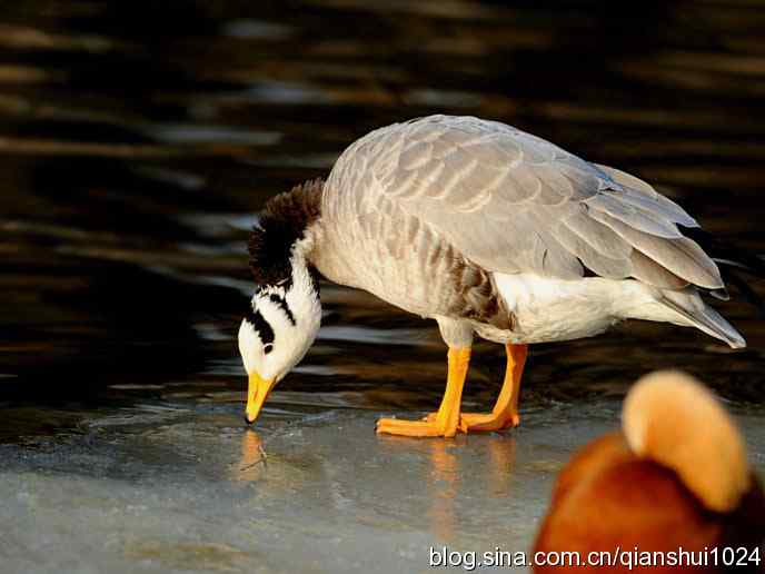 水禽湖冬季运动会