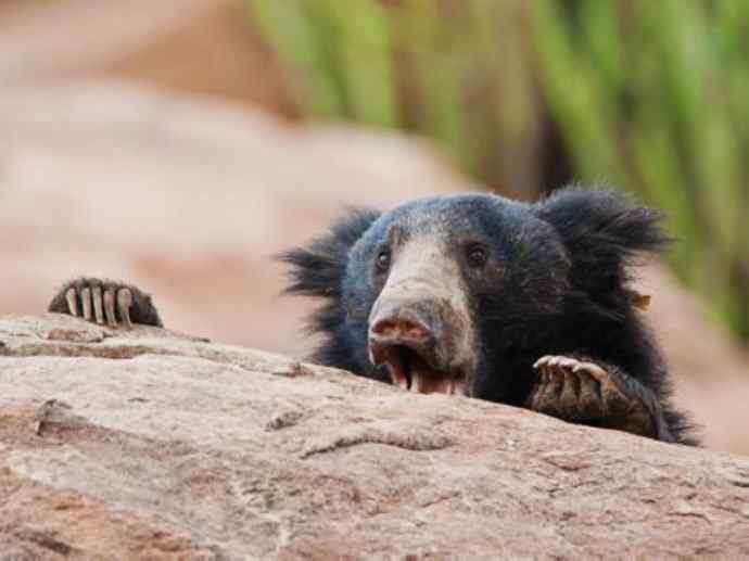 盘点十二大著名食蚁动物：懒熊