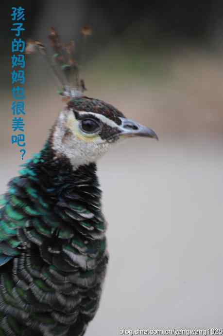 北京动物园的鸟类——照镜子