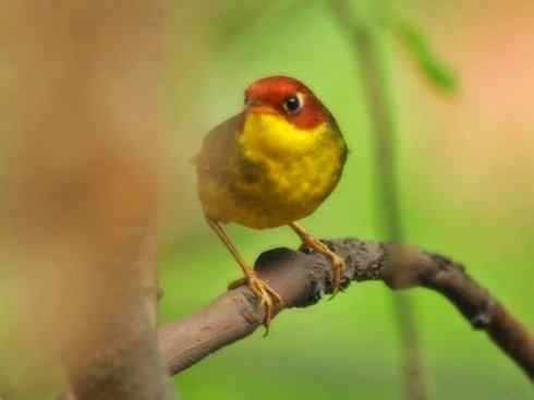 美丽无罪：雀鸟之地莺