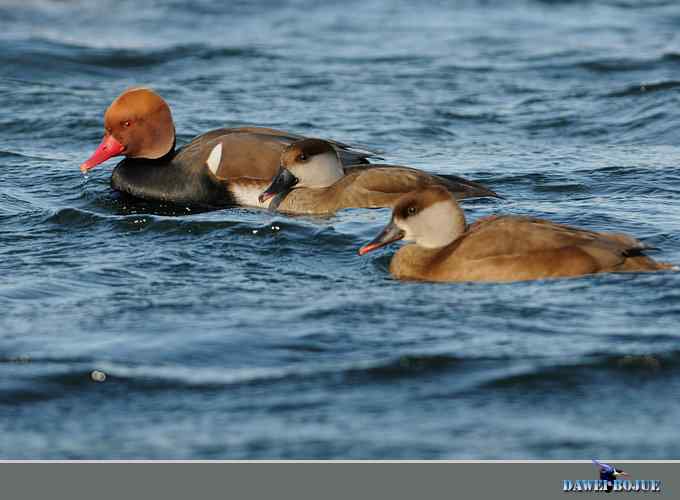 赤嘴潜鸭：冬天の靓色