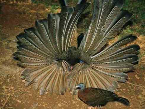 凤凰：传说中的鸟原型探秘（大眼斑雉）