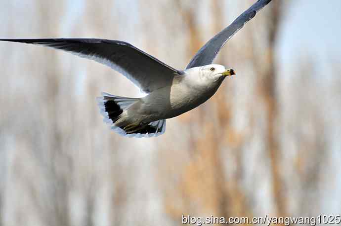 北京动物园的鸟类——海鸥