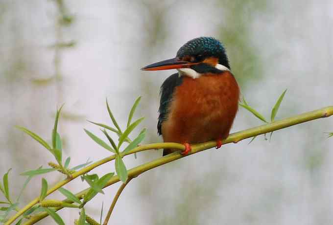 莲花池四月的花鸟