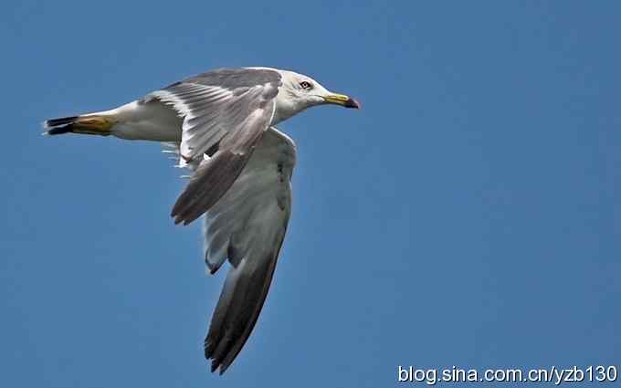 打到一只杓鹬，高兴ing鈥︹Γㄗ橥迹