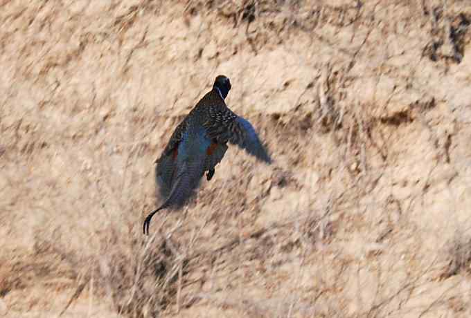 白河峡谷三月雪