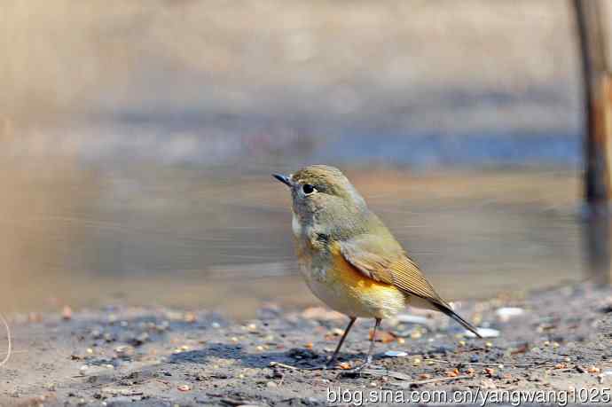 雌性红胁蓝尾鸲（66）