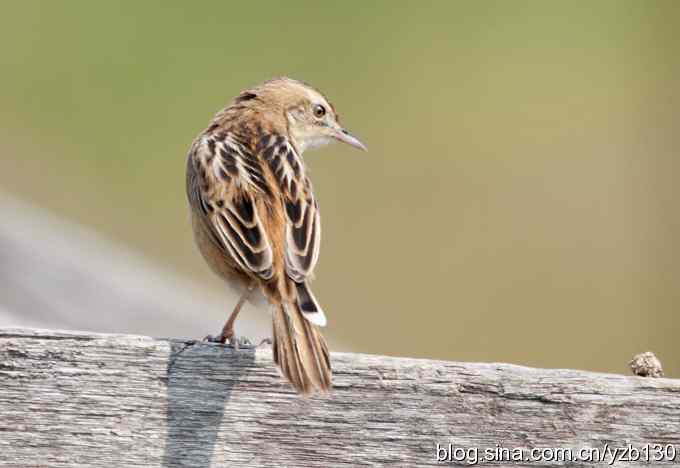 深港拍鸟新纪录（11）鈥斺斪厣任草海ㄗ橥迹