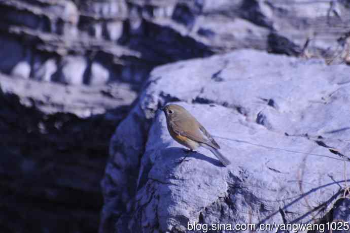 变焦（70-300）拍鸟儿【原版片】