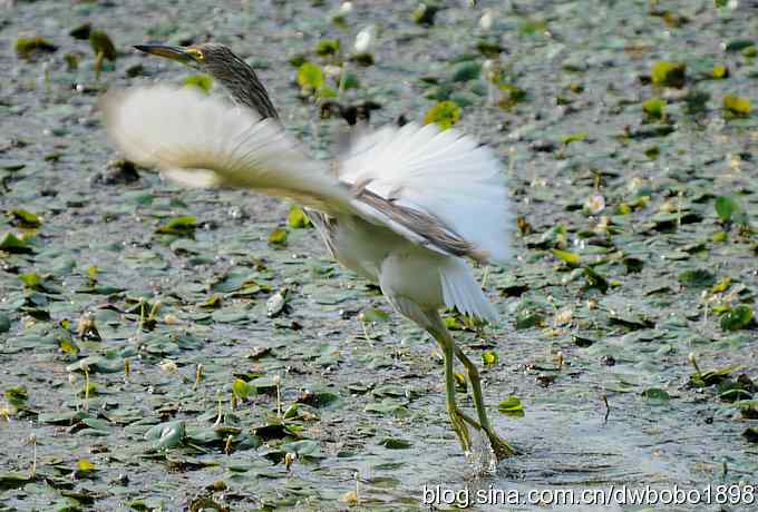 沙河水鸟乐拍 沙河水鸟乐拍