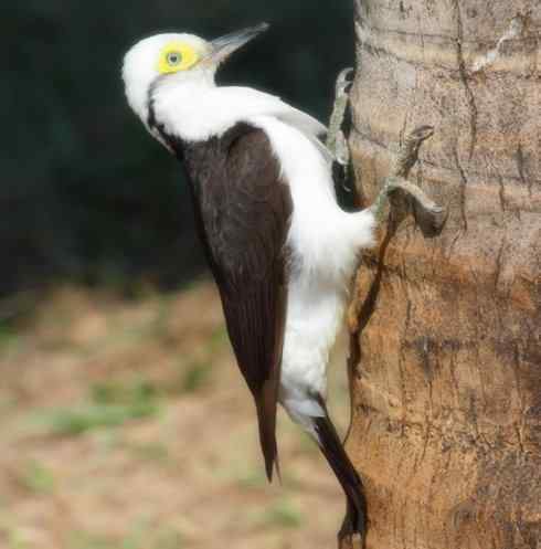 白头鸟系列：另类的美丽4