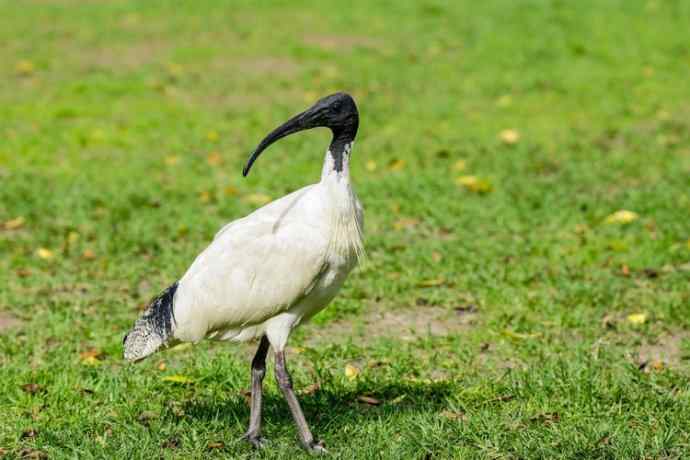 澳洲拍鸟鈥斺敳四癜q
