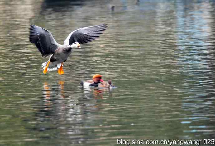 斑头雁（抓拍）4