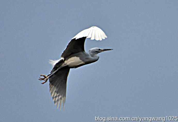 又见白鹭飞 wbr wbr1