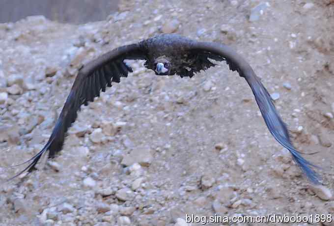 奔袭峡谷 wbr深山围剿座山雕 奔袭峡谷 wbr深山围剿座山雕