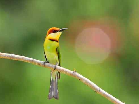 绝色攀禽：佛法僧目之蜂虎3