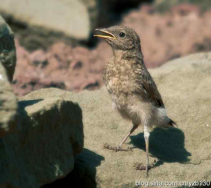 悬停，是一种尽职尽责（组图，22张图片）