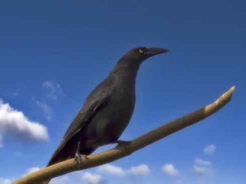 天生猎手：非猛禽类猎手之二（雀鸟也是屠夫——伯劳）