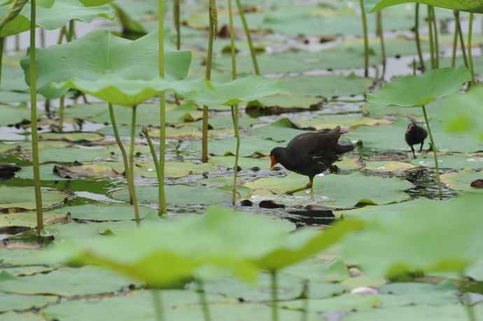 再拍黑水鸡（纪实）1