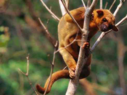 十大喜食蜂蜜动物：蜜熊