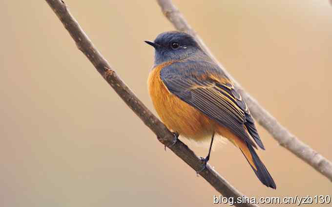 追踪了几个小时的密林精灵鈥斺斃抖詈煳拆叮ㄗ橥迹