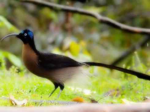 美丽无罪:雀鸟之极乐鸟 美丽无罪:雀鸟之极乐鸟