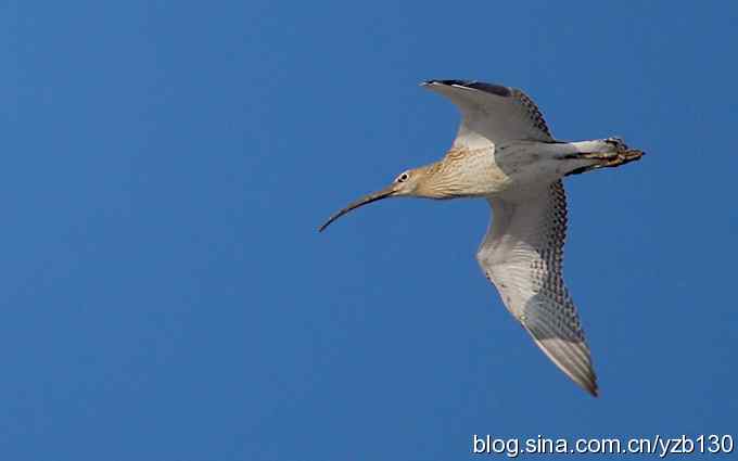 打到一只杓鹬，高兴ing鈥︹Γㄗ橥迹