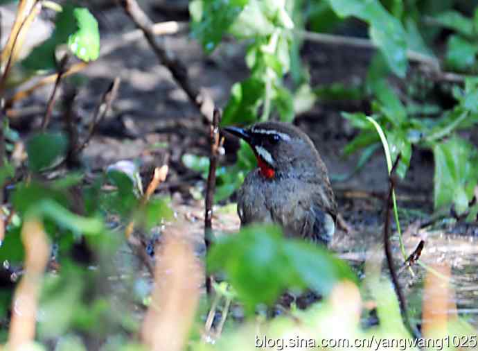 红喉歌鸲（雄性）续2