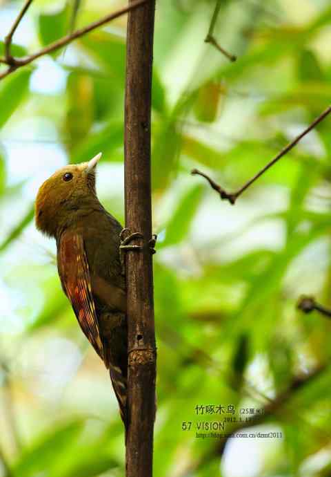 害羞的竹啄木鸟鈥斺斝∧