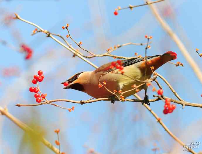北京植物园&nbsp;wbr路&nbsp;wbr大（小）太平鸟