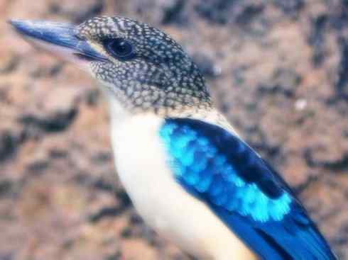 天生猎手：非猛禽类猎手之二（雀鸟也是屠夫——伯劳）