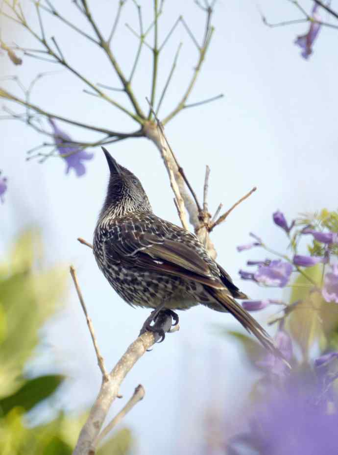 澳洲拍鸟鈥斺敶蚶α料啵1) 澳洲拍鸟鈥斺敶蚶α料啵1)