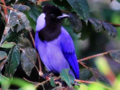 美丽无罪：雀鸟之蓝鸦