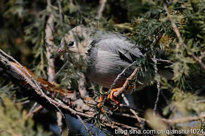 丝光椋鸟树上的尴尬(天坛)