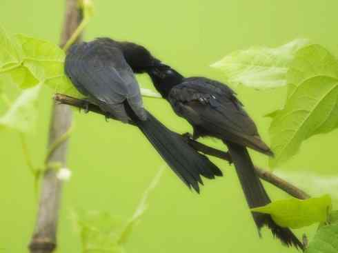 雀鸟也彪悍：黑侠（黑卷尾）