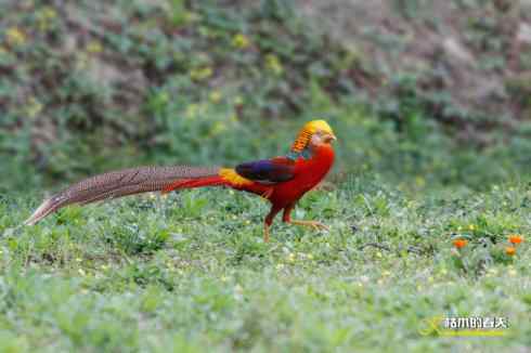 发一组鈥満旄菇跫︹