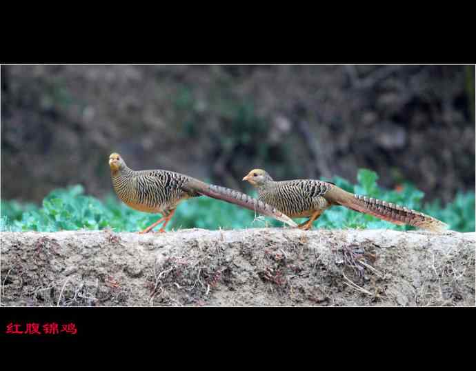 雄雉于秦 wbr下上其音