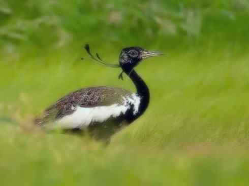 鸟类之最：灰颈鹭鸨