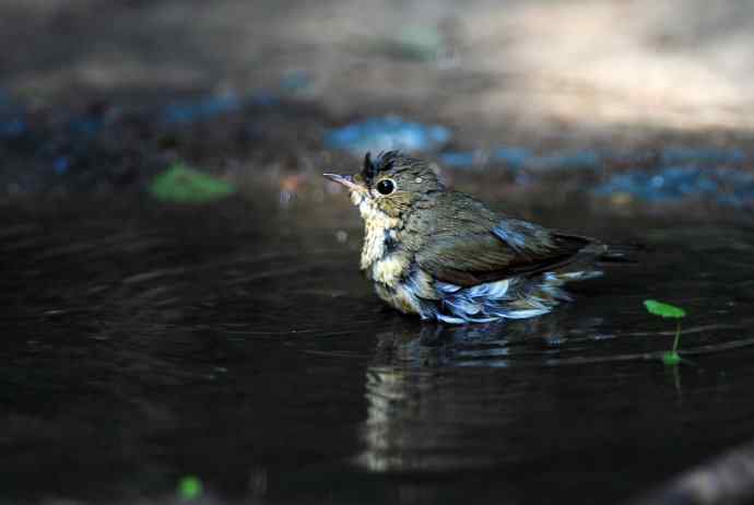 浴（雌性蓝歌鸲）