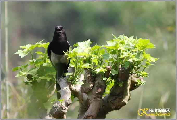 夏天的几只鸟【照片】