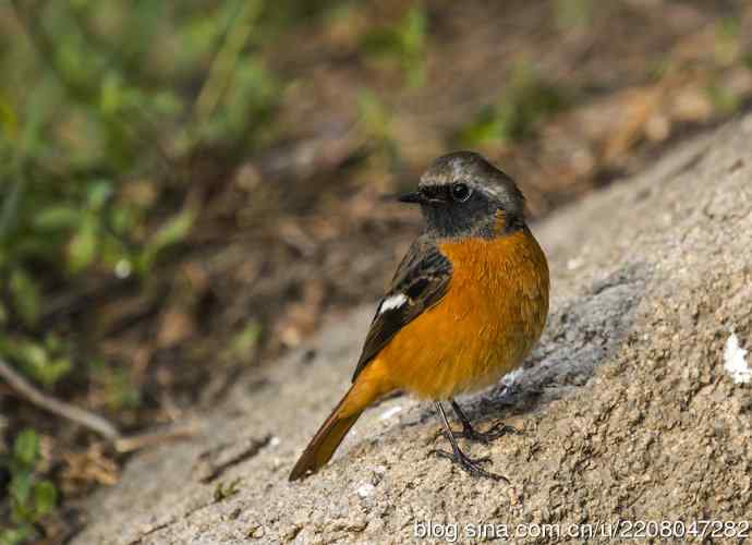 230.打鸟归来收获多多---2.北红尾鸲 230.打鸟归来收获多多---2.北红尾鸲