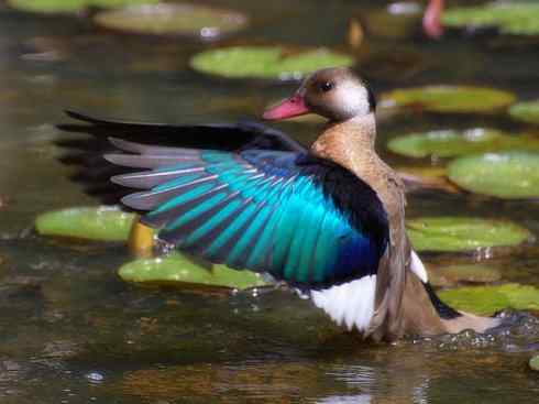 欣赏：美丽的栖鸭2