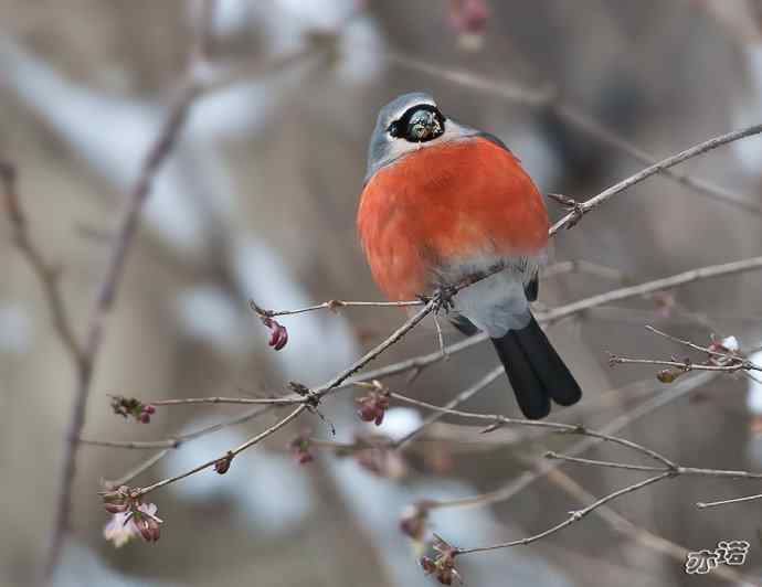 陕西洋县&nbsp;wbr路&nbsp;wbr灰头灰雀