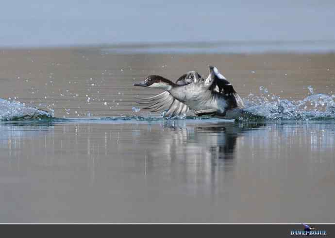 弱肉强食：白秋沙追抢小 wbr口中夺鱼