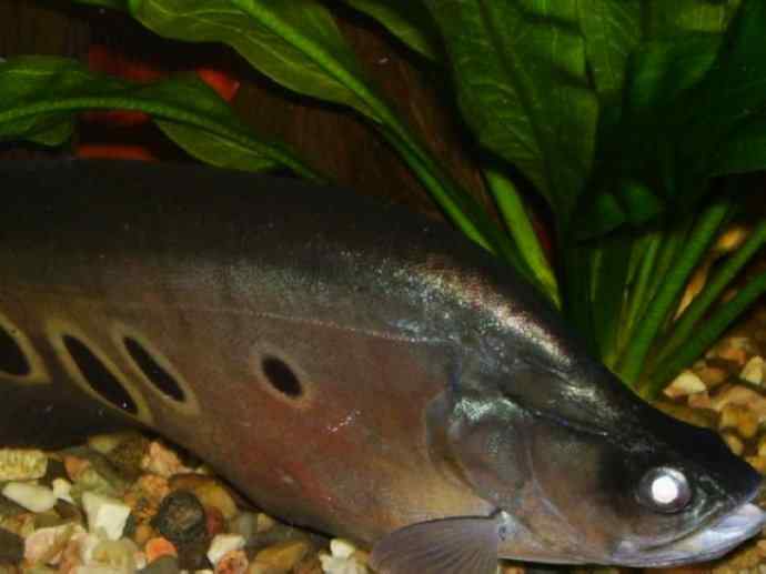 鱼类活化石：铠甲弓背鱼