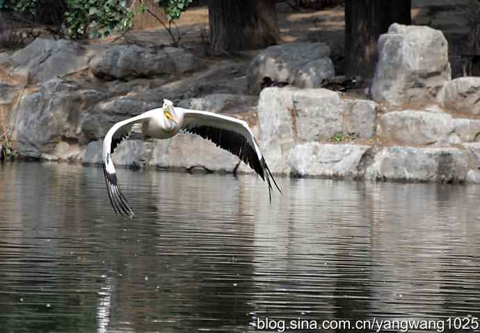 北京动物园的鸟类——飞（鹈鹕）5