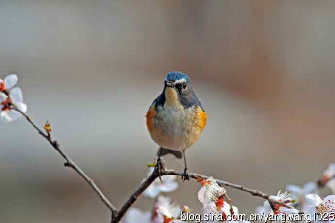山桃花与雄性红胁蓝尾鸲
