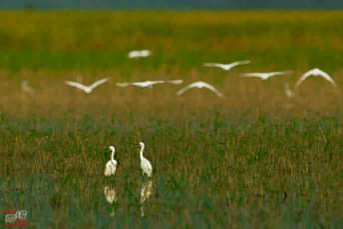 官厅水库&nbsp;wbr路&nbsp;wbr白鹭